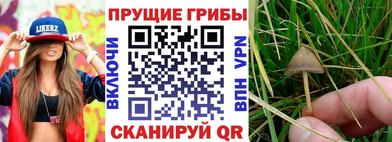 Псилоцибиновые грибы MAGIC MUSHROOMS  как найти закладки  Шелехов 